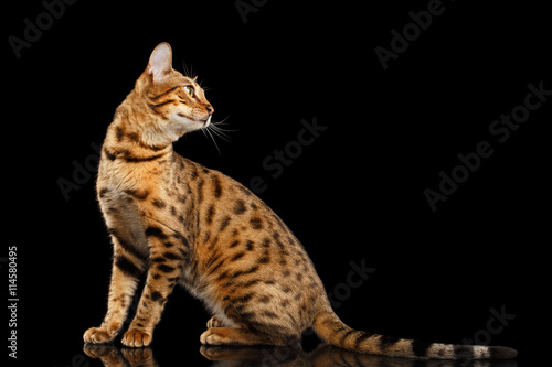 Playful Bengal female Cat with beautiful spots Sitting and Looking back on Isolated Black Background, Side view, Adorable breed © seregraff