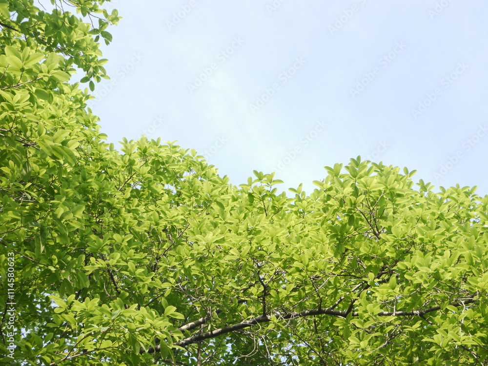 Fototapeta premium Green leaves against the sky
