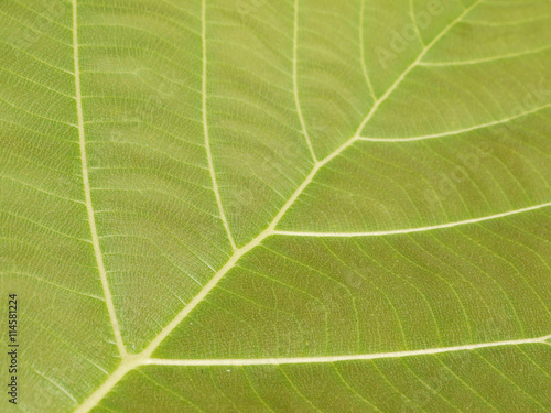 leaf texture ( teak leaf )