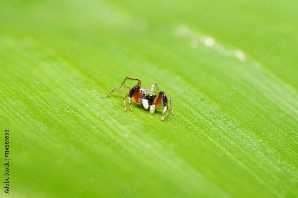 Fototapeta premium colorful spider on green leaf