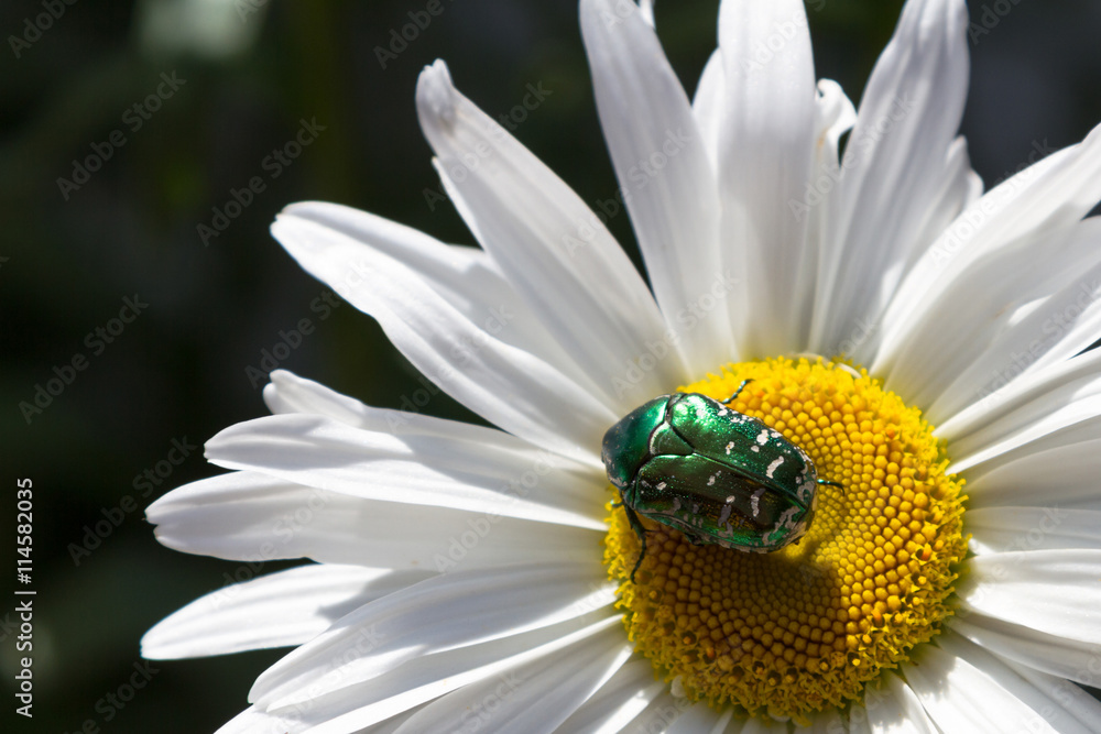 Obraz premium large green beetle on a daisy