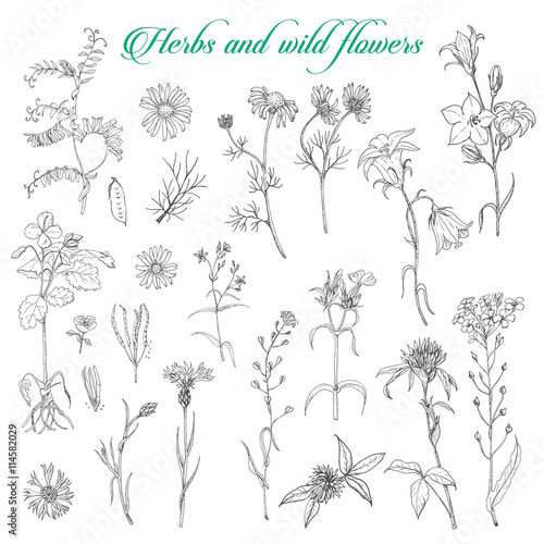 Set of isolated herbs and wild flowers