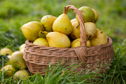 pears  on   green grass.
