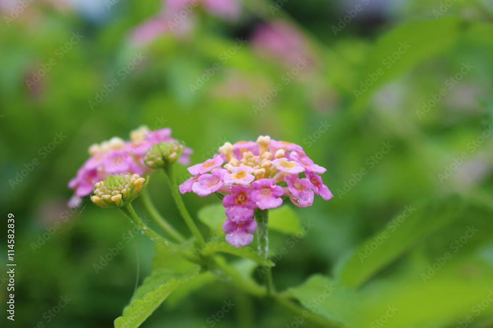 ランタナの花 ランタナの花