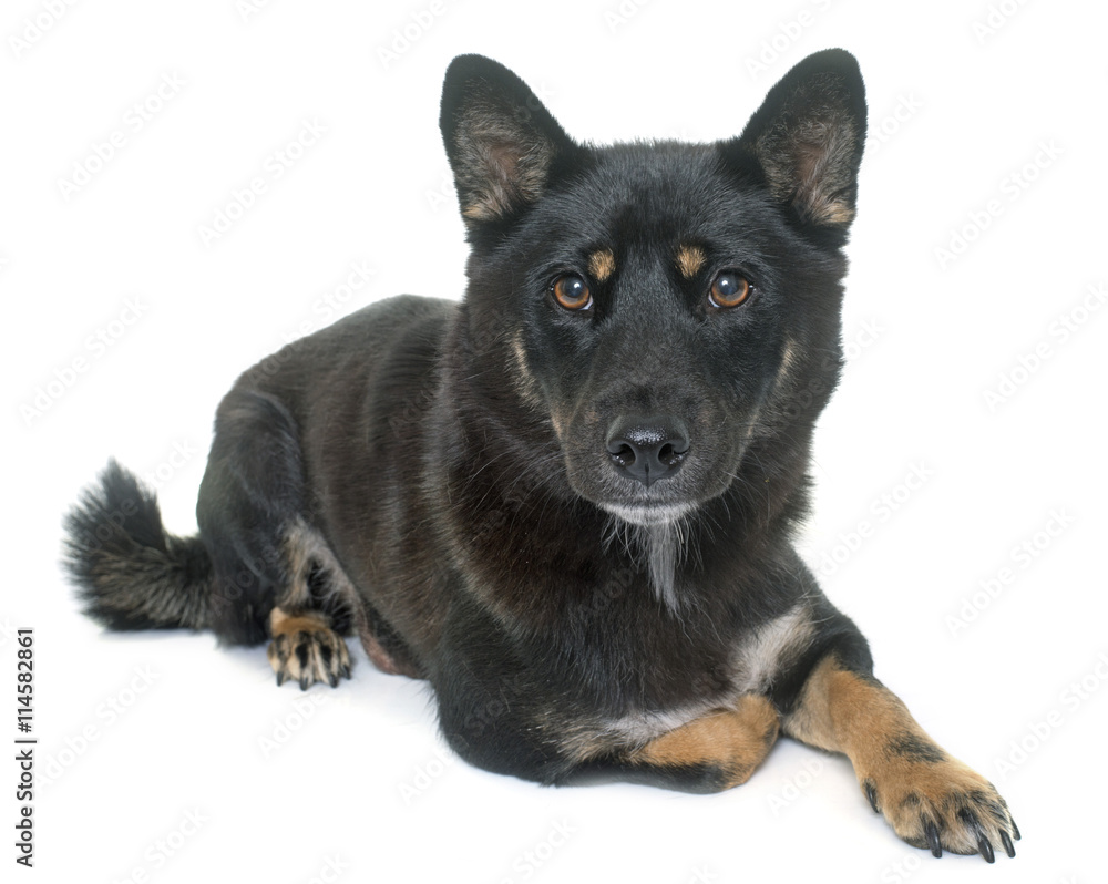 black shiba inu black shiba inu