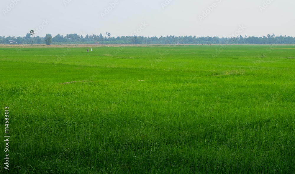 Landscape of green rice field with morning sky
