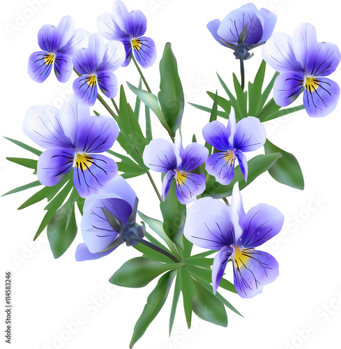 bunch of blue garden violet flowers isolated on white