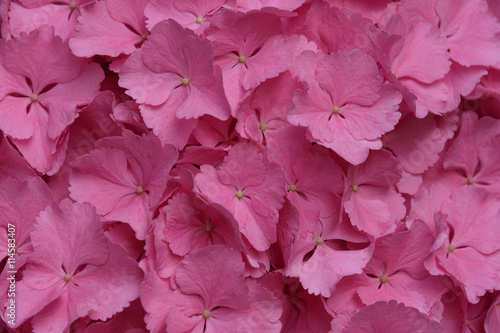 Fototapeta Naklejka Na Ścianę i Meble -  Ortensia 