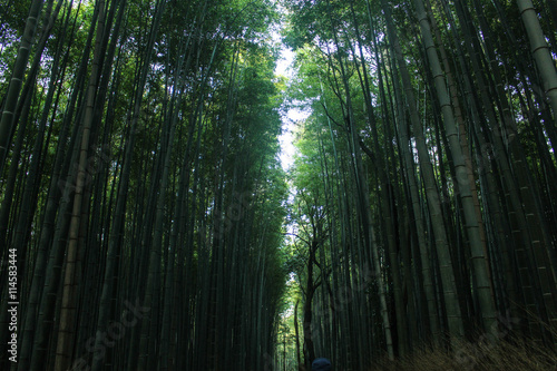 Bamboo forest in Arashiyama at Kyoto