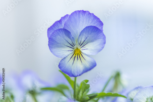 Nahaufnahme von Blüten einer Hornveilchen Blume