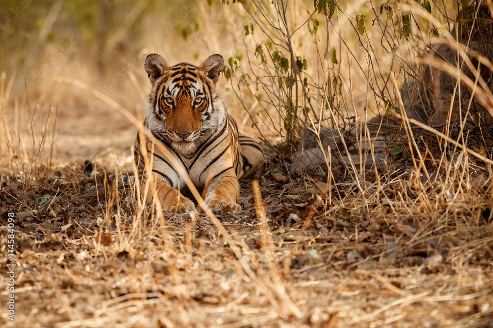 Fototapeta premium Royal bengal tiger, Panthera tigris tigris, beautiful tiger female is resting in the nature habitat, female, big cat, Ranthambhore national park, India