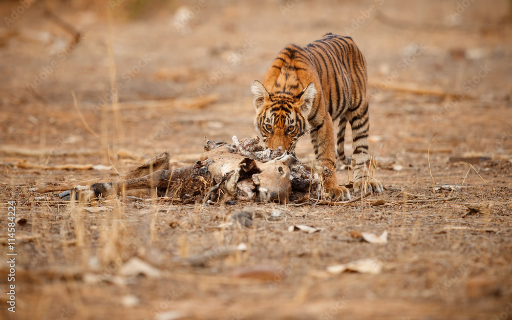 Obraz premium Royal bengal tiger, Panthera tigris tigris, beautiful tiger cub eating the rest of Nilgai in the nature habitat, small tiger cub, rare, eating, hunt, Ranthambhore national park, India