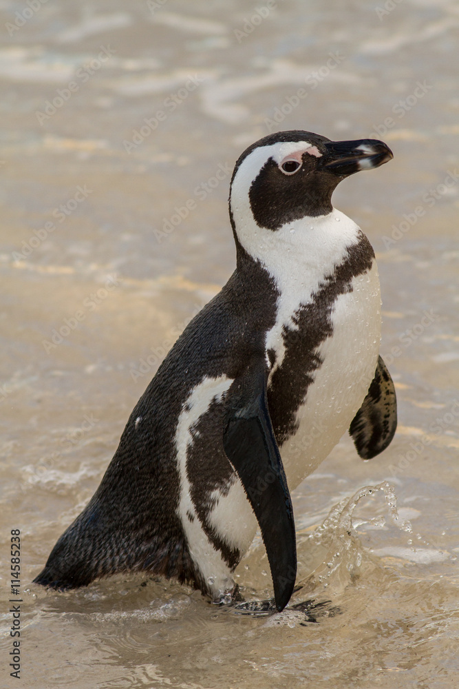 Obraz premium Jackass penguin group (Spheniscus demersus), Cape Town, South Africa