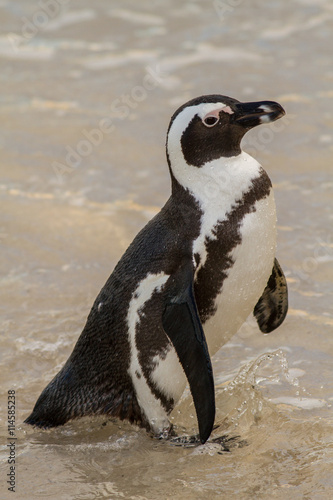Jackass penguin group (Spheniscus demersus), Cape Town, South Africa