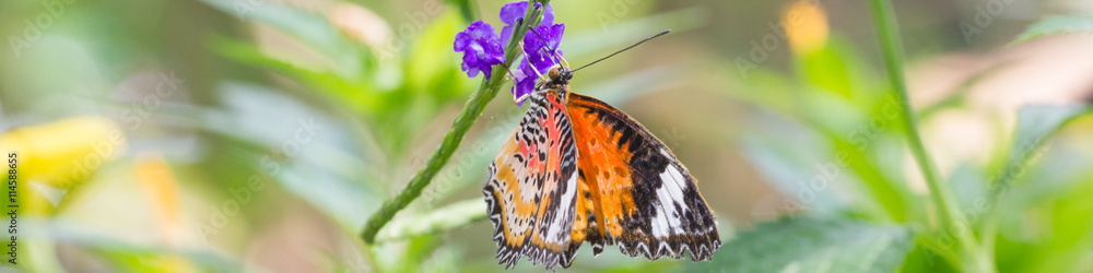 Obraz premium Exotischer Schmetterling