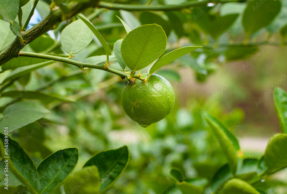 Fresh lime hanging on tree.