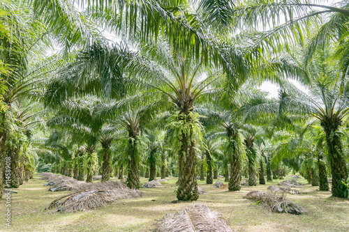 Palm tree