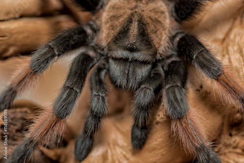 extremely close up image of a tarantula spider macro