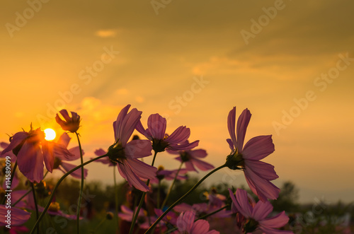 Cosmos flowers in sunset light. © torjrtrx