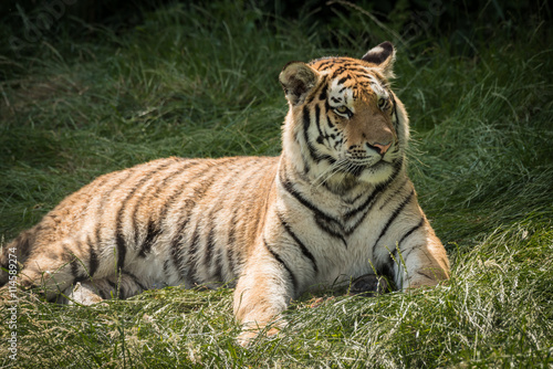 portrait of a tiger lying down and looking alert