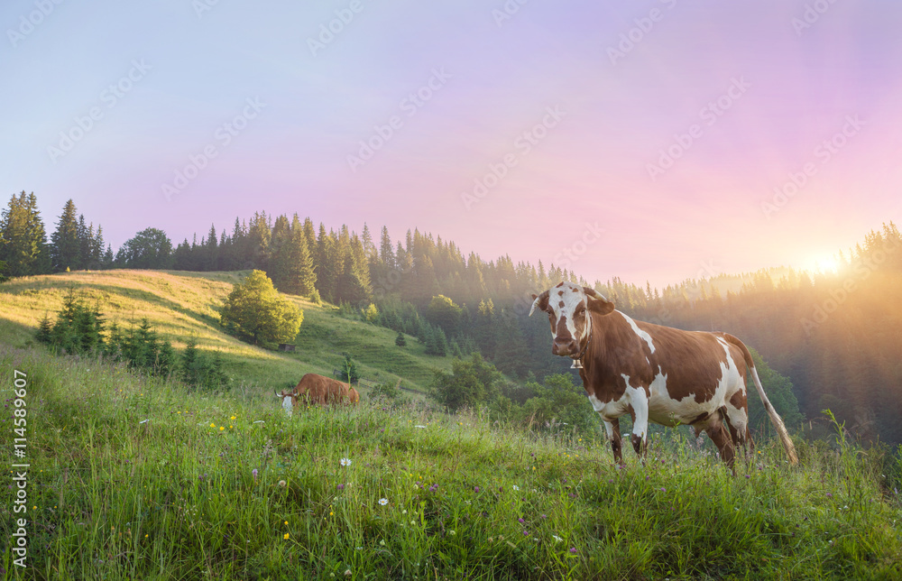 Cow on green meadow. Nature composition. real