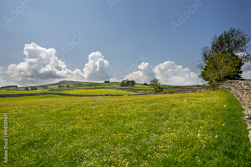 Vibrant Wildflower Meadow