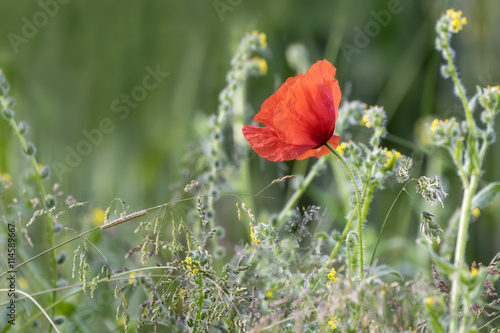 Single Wild Poppy
