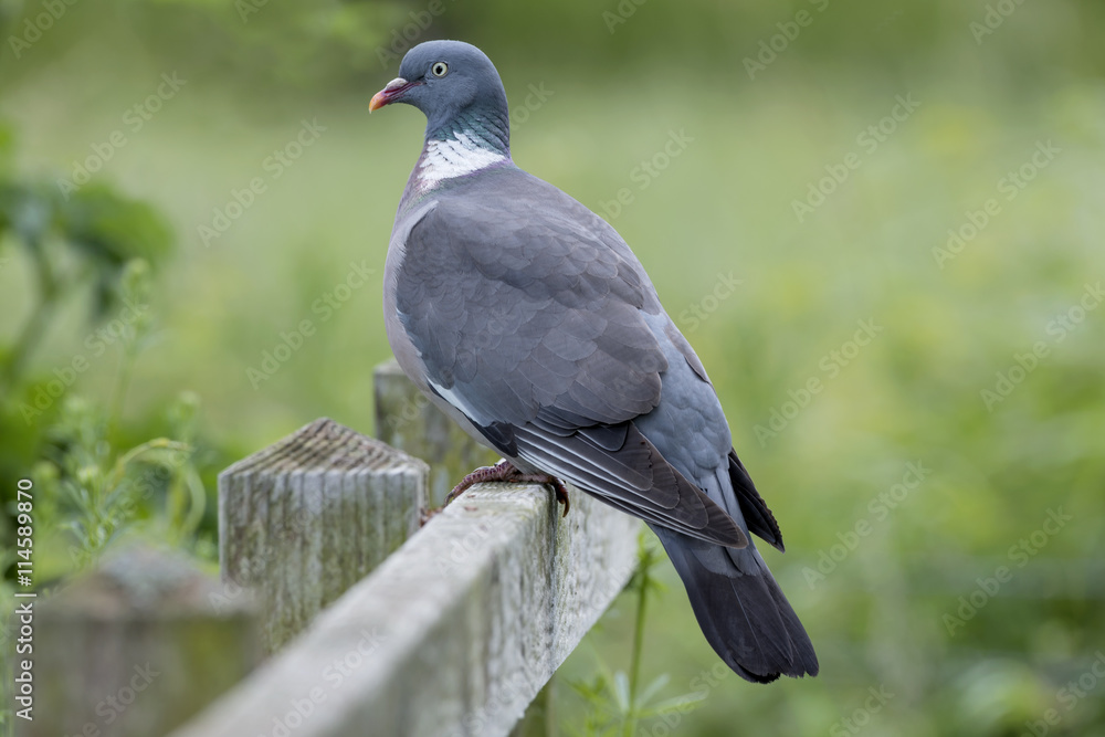 Fototapeta premium Proud Wood Pigeon