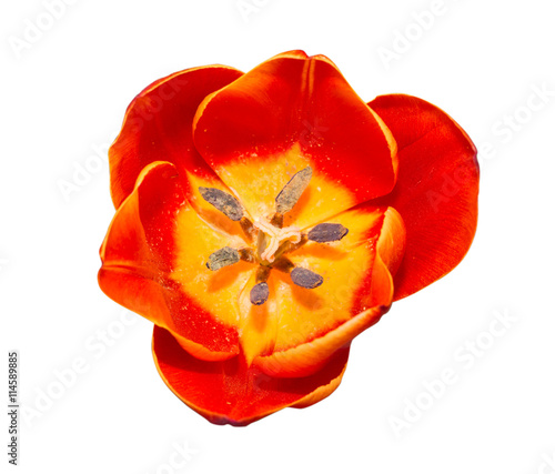 Close up Red tulip isolated on white background. #114589885