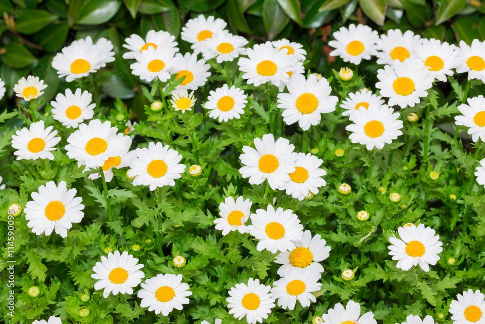 Obraz premium Beautiful White daisy fresh flower in garden.