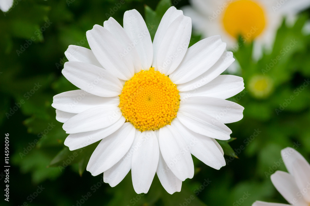 Beautiful White daisy fresh flower in garden. Beautiful White daisy fresh flower in garden.
