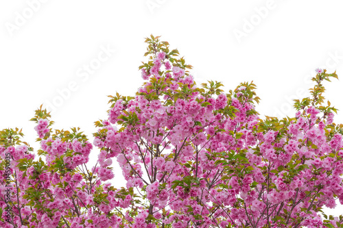 Beautiful pink plum flower isolated on white background.
