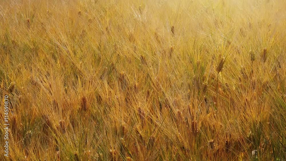 Harvest ready barley crops in cultivated field, sunny summer day with warm sunlight Harvest ready barley crops in cultivated field, sunny summer day with warm sunlight