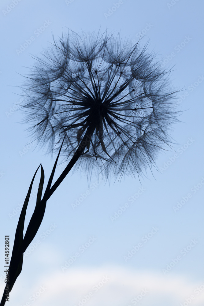 Dandelion silhouette fluffy flower on blue sunset sky