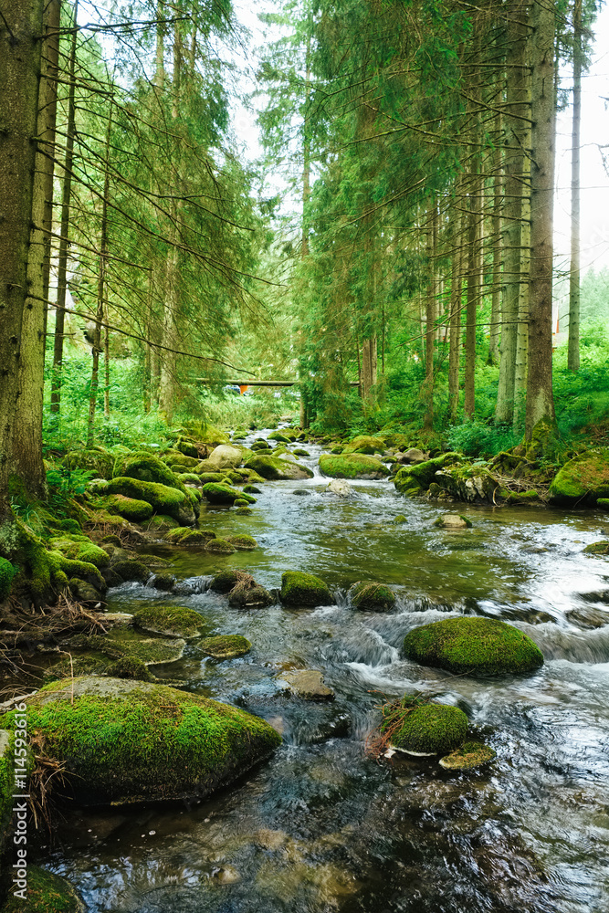 Fototapeta premium Flowing stream on the forest