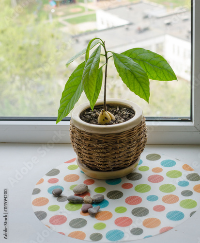 Avocado sprout in a pot