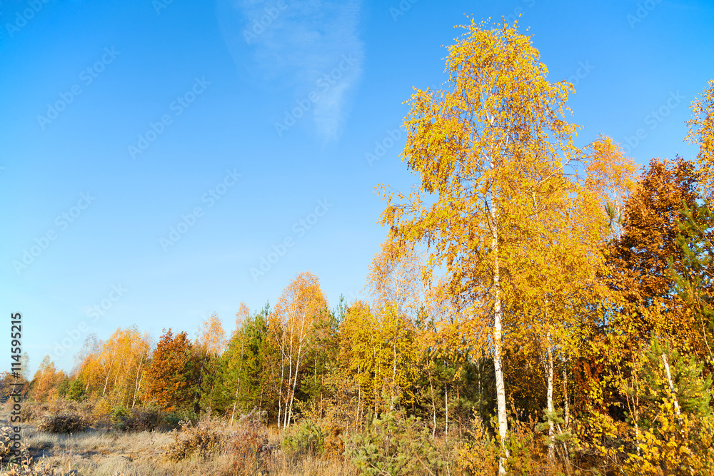 Fototapeta premium Colorful autumn forest on a background of blue sky