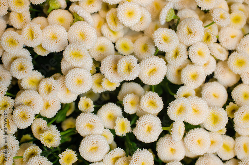 white Daisy Bellis flower background photo