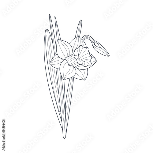Narcissus Flower Monochrome Drawing For Coloring Book