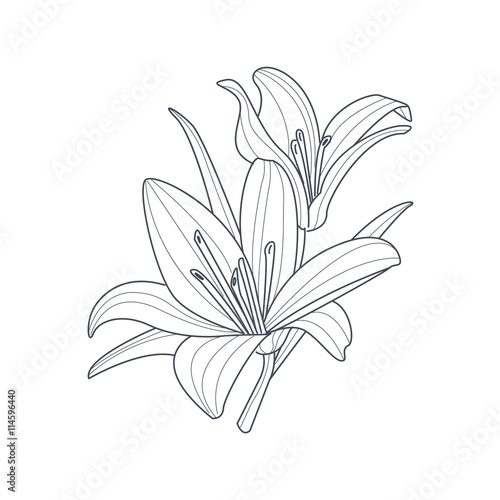 Two Lilies Flower Monochrome Drawing For Coloring Book