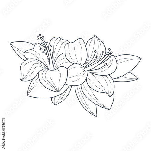 Hibiscus Flower Monochrome Drawing For Coloring Book