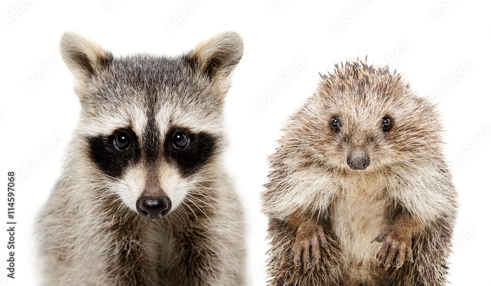 Portrait of a raccoon and hedgehog Portrait of a raccoon and hedgehog
