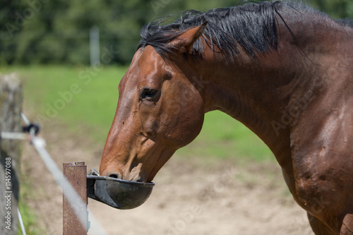 Pferd trinkt aus Tränke auf der Weide