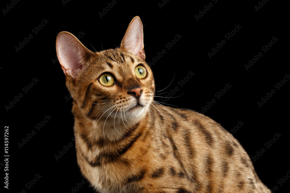 Close-up Curious Face of Bengal female Cat with beautiful spots on Back, Looking up with Interest, Isolated Black Background, Front view