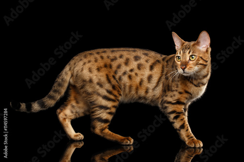 Adorable Gold Bengal female Cat Standing with beautiful Spots, Walking on Isolated Black Background, Side view