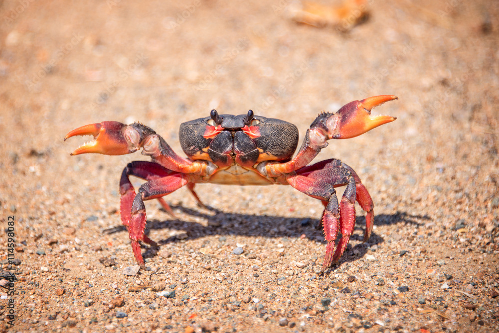 Close up photo, front view of a big angry crab standing on the sand of a beach, Cuba Close up photo, front view of a big angry crab standing on the sand of a beach, Cuba