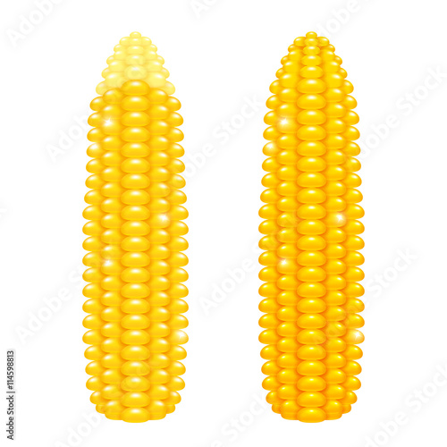Vector fresh ripe corn cobs. Shiny yellow maize ears isolated on white background.