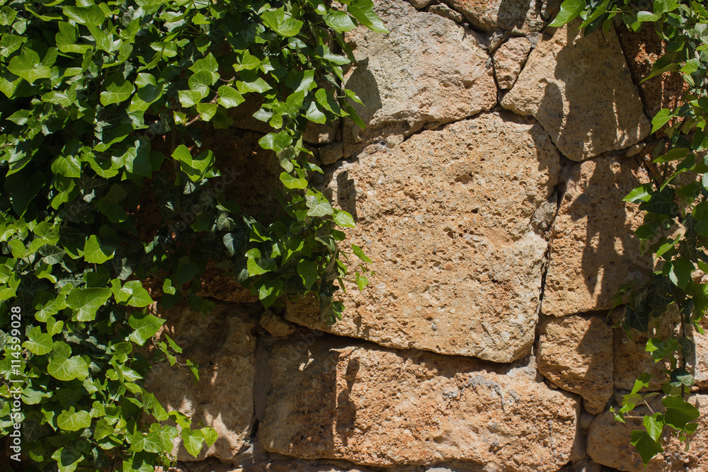 leaves on decorative hewn stone wall for wallpaper. leaves on decorative hewn stone wall for wallpaper.