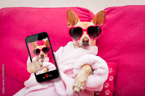  dog selfie wellness spa © Javier brosch