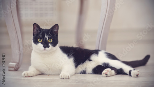 Foto Black-and-white domestic cat lies